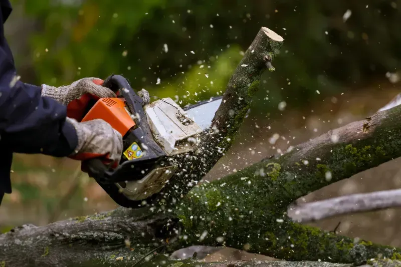 A person is cutting a tree branch with a chainsaw.