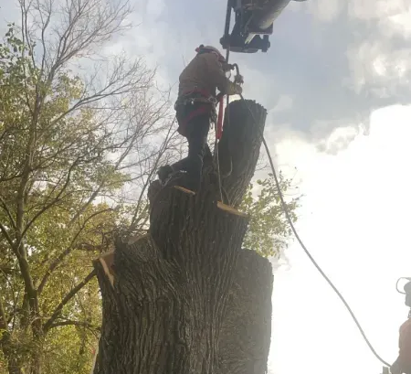 Tree worker on a tree stump, using equipment to cut a tree limb, outdoors.