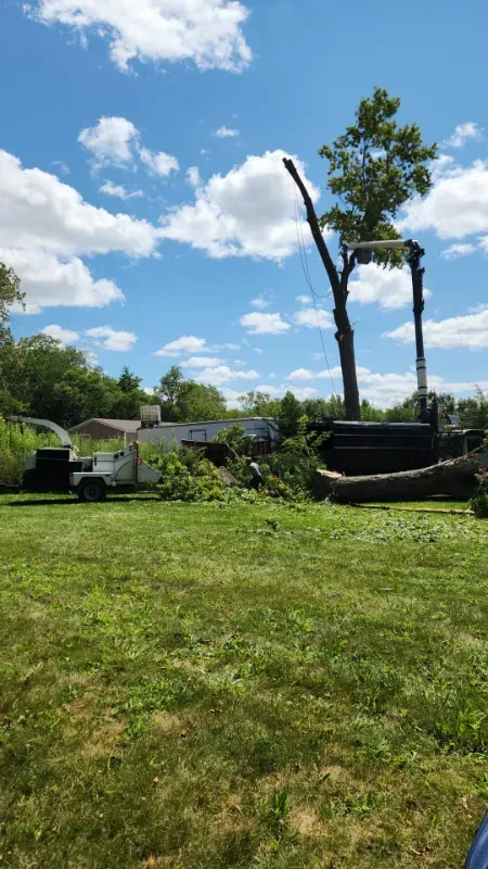 Tree removal in progress: A tall tree is being cut down under a bright blue sky. A truck with a crane is present.