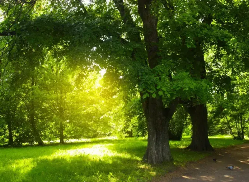 Sunlight streams through lush green trees in a park, illuminating the grassy ground.
