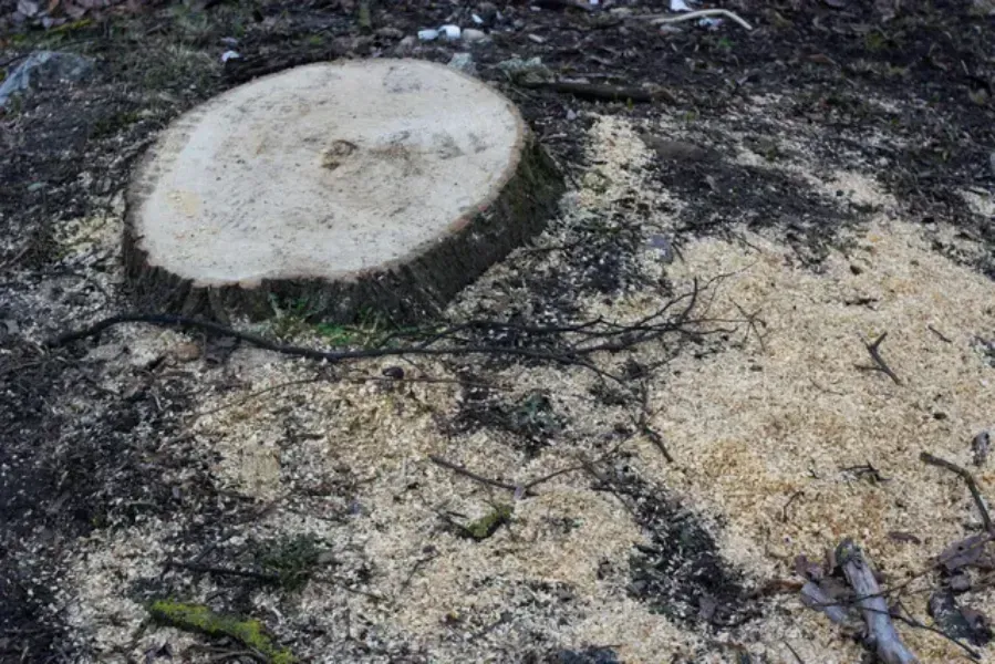 A tree stump is sitting on top of a pile of wood chips.