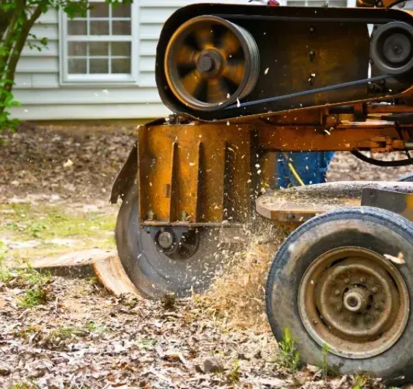 A tree stump grinder is cutting a tree stump in a yard.