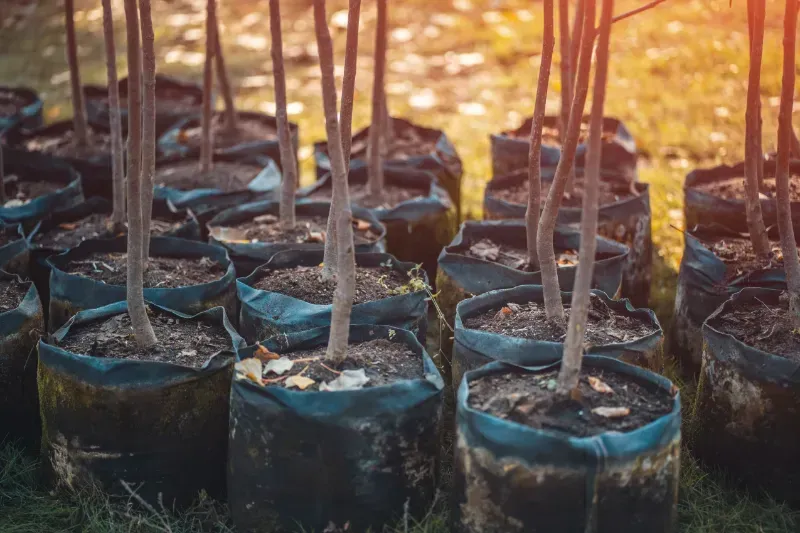 A row of potted trees sitting on top of a lush green field.