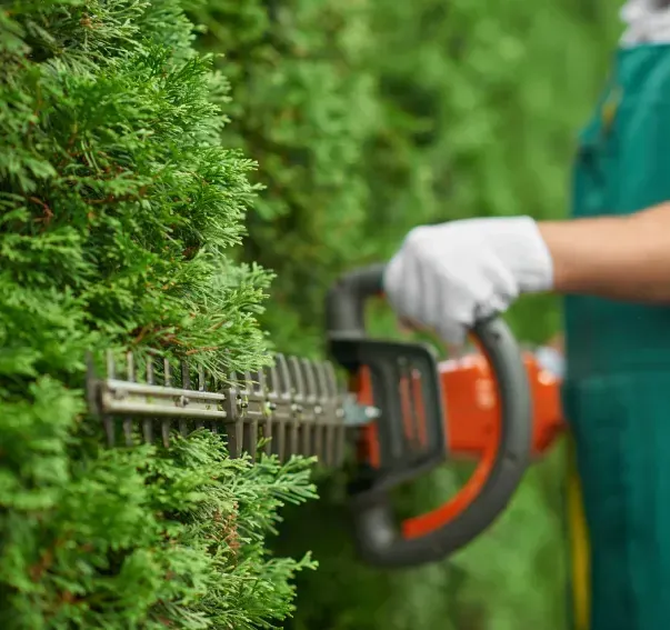 A man is cutting a hedge with a hedge trimmer.
