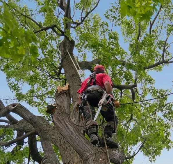 Man in red shirt cutting trees to prepare for tree removal in Hawthorn Woods IL.