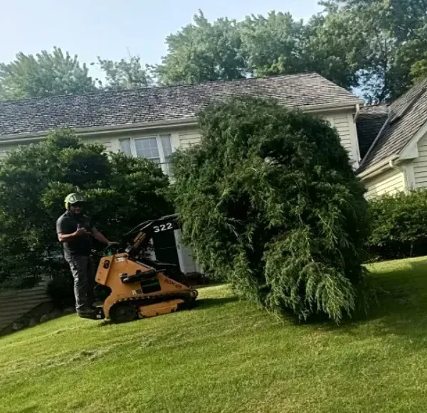 A person operating a small loader trims a large, overgrown bush on a residential lawn.