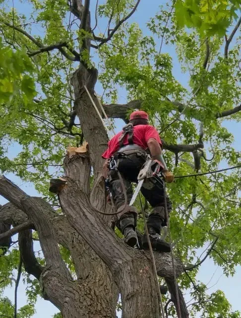 Arborist in red shirt and helmet using a chainsaw to do tree removal in Lake Forest IL.