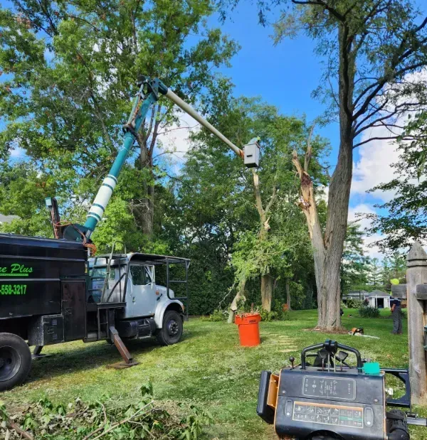 A person is cutting a tree branch with a pair of scissors.