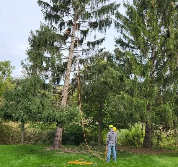 A man is standing in a lush green field next to a large pine tree.