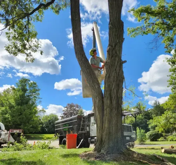 A man is climbing a tree to do a tree removal in Barrington IL.