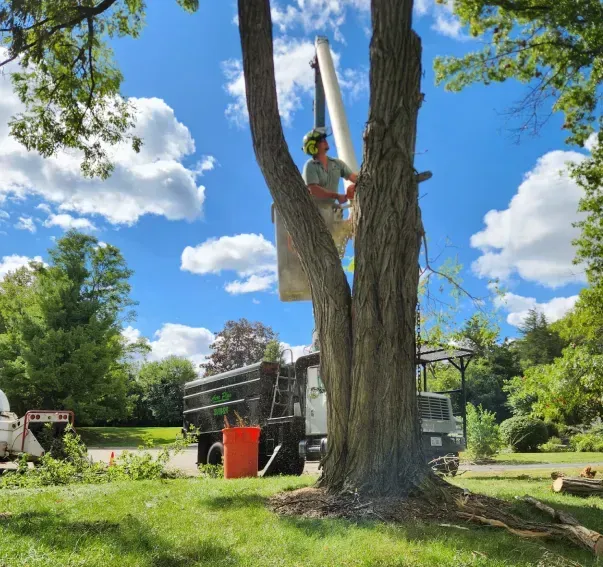 A man is climbing a tree to do a tree removal in Barrington IL.