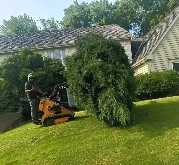 A person is cutting a tree branch with a pair of scissors.