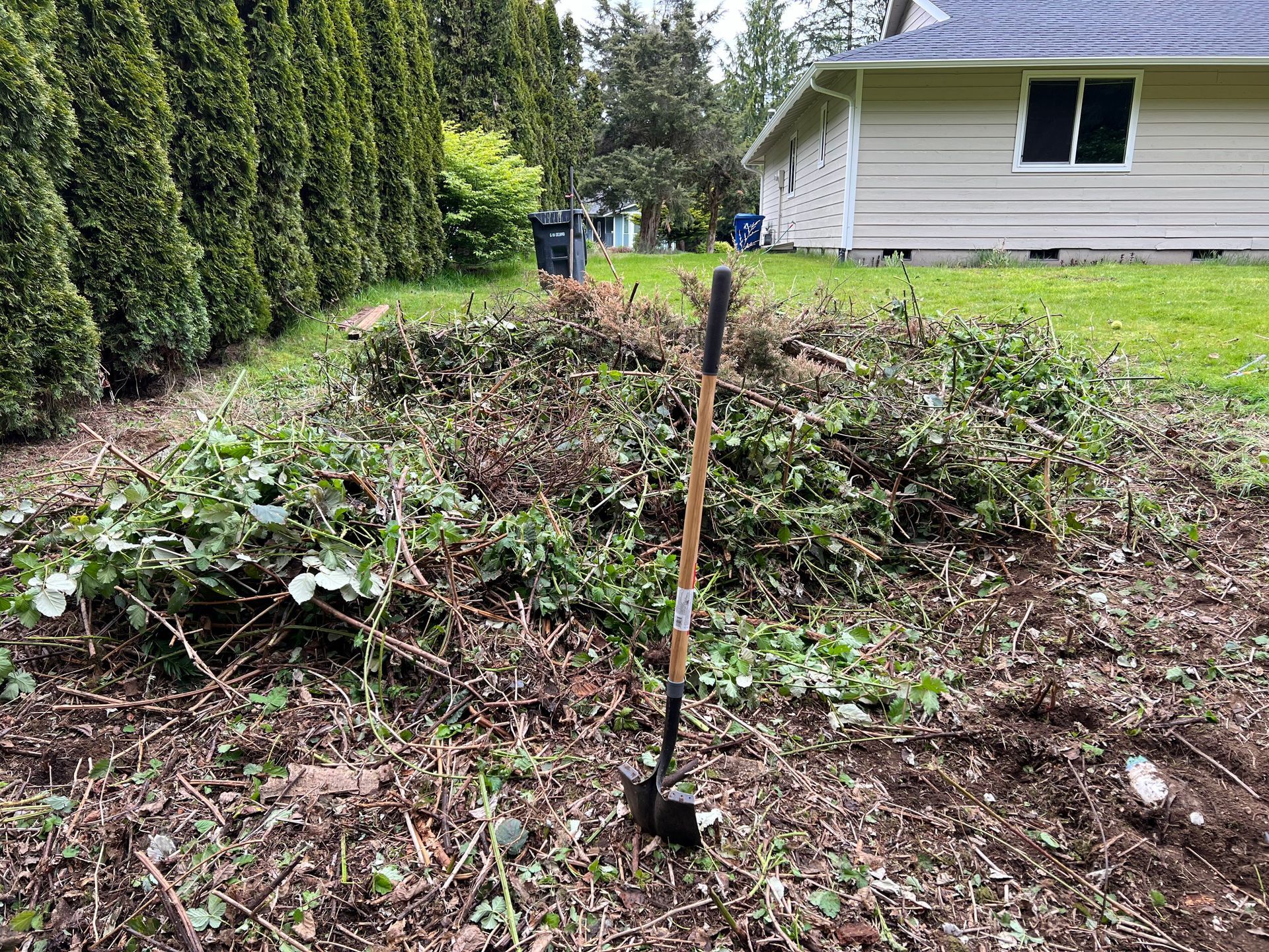 Shovel in a garden bed with debris, next to a hedge and a house. Overcast day.