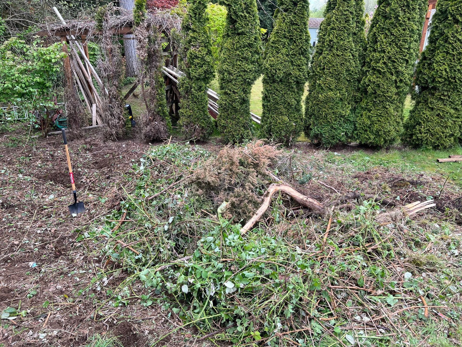 Pile of pruned branches and brush in front of a row of evergreen trees.