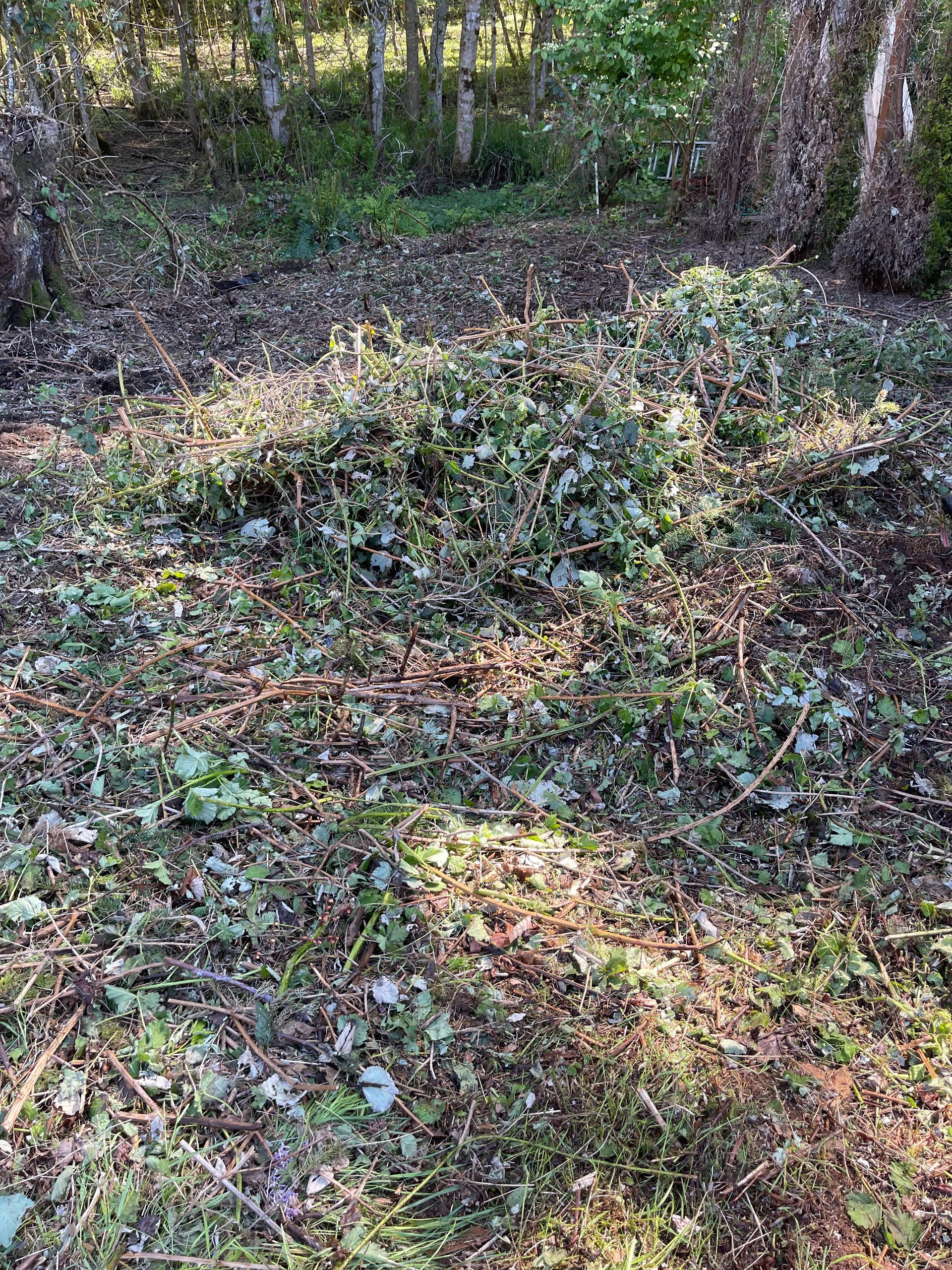 Pile of freshly cut greenery in a wooded area, lit by sunlight.