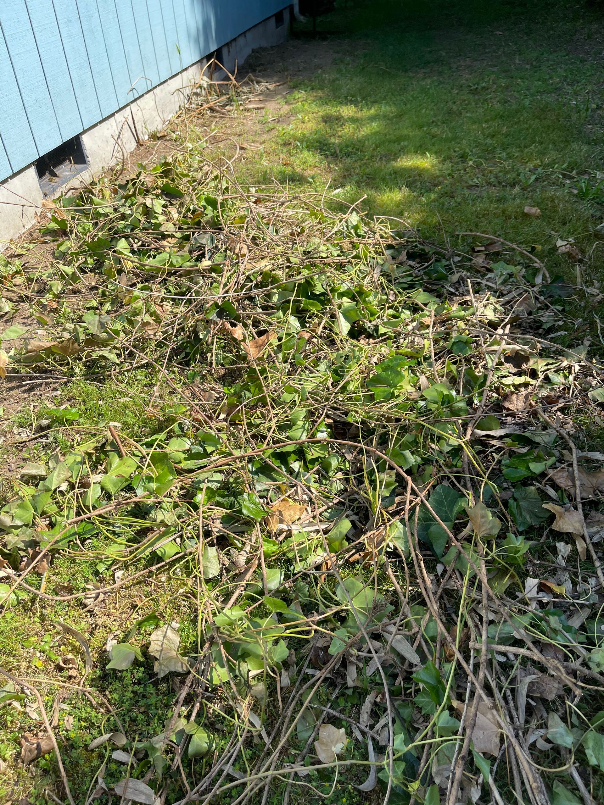 Pile of green and brown plant debris next to a blue building and patch of grass.