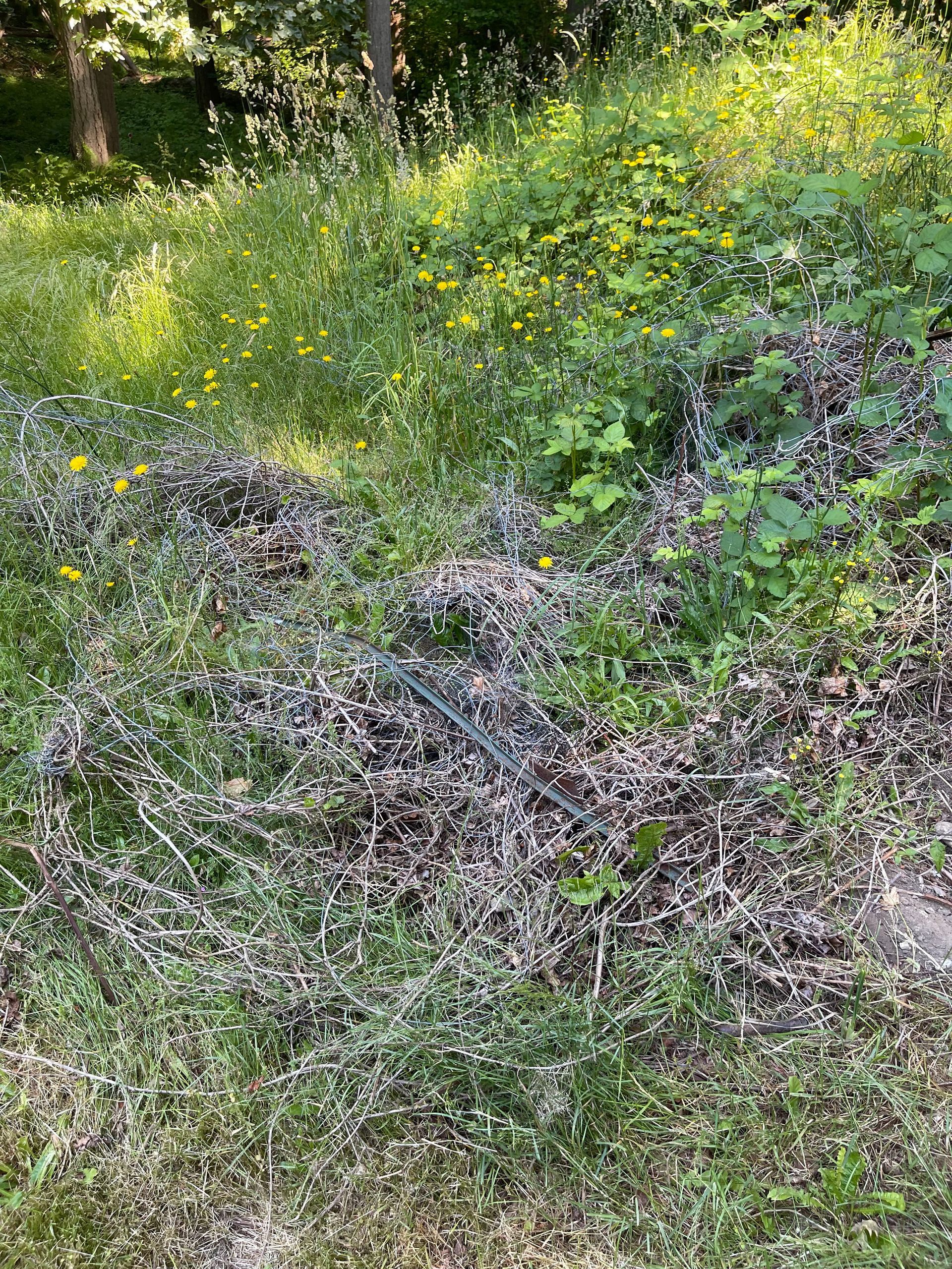 Overgrown vegetation with green and yellow flowers, tall grass and debris.