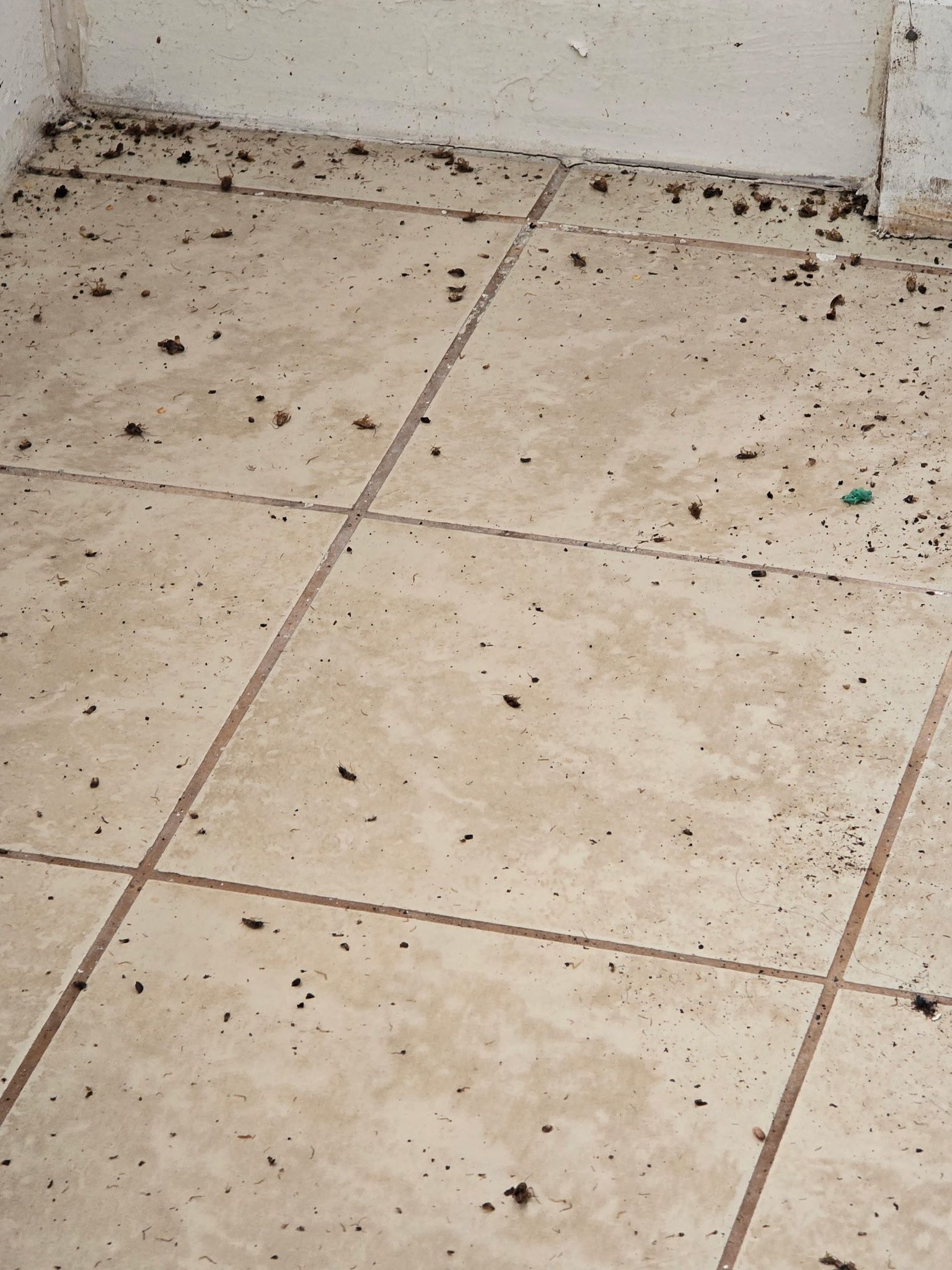 Tiled floor covered in scattered dark debris near a white wall.