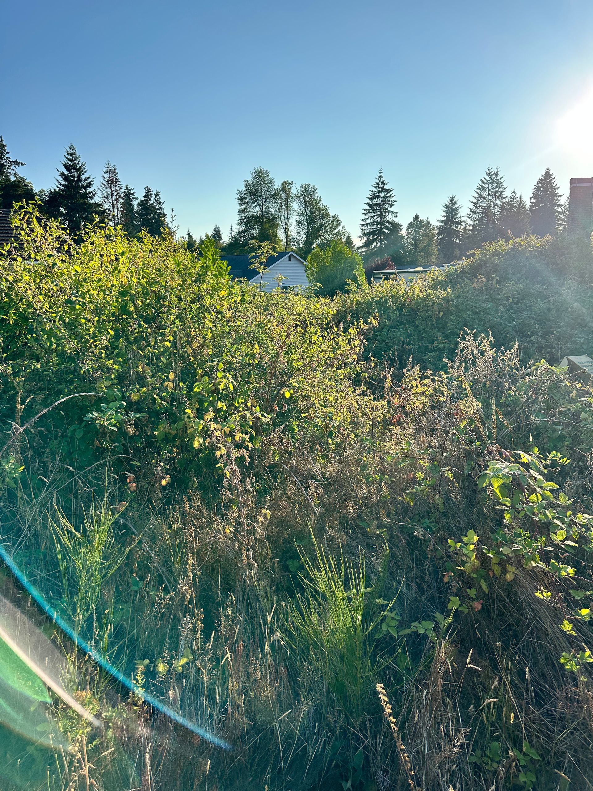 Green foliage and brush with a small white house on a hill, bright sunlight.