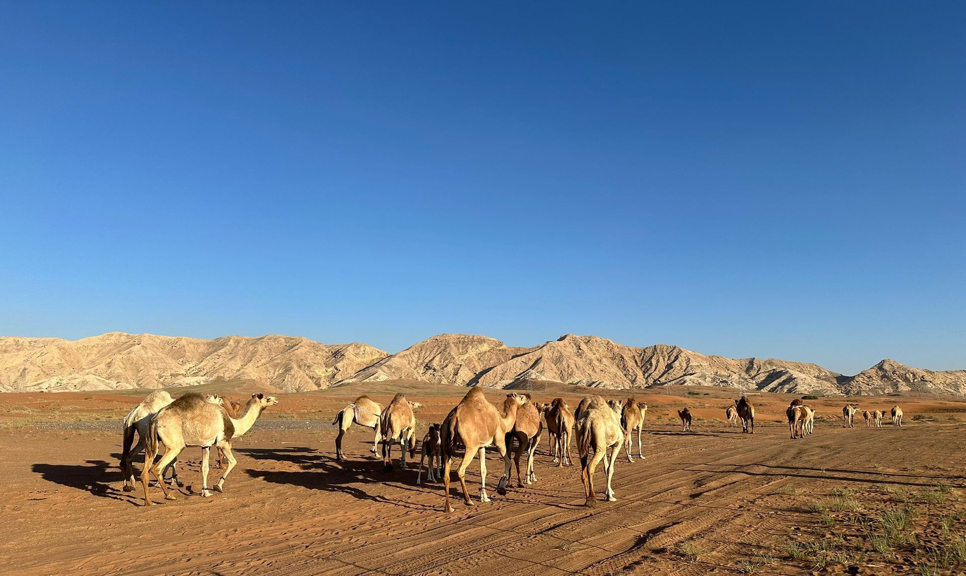 A herd of camels are grazing in the desert.