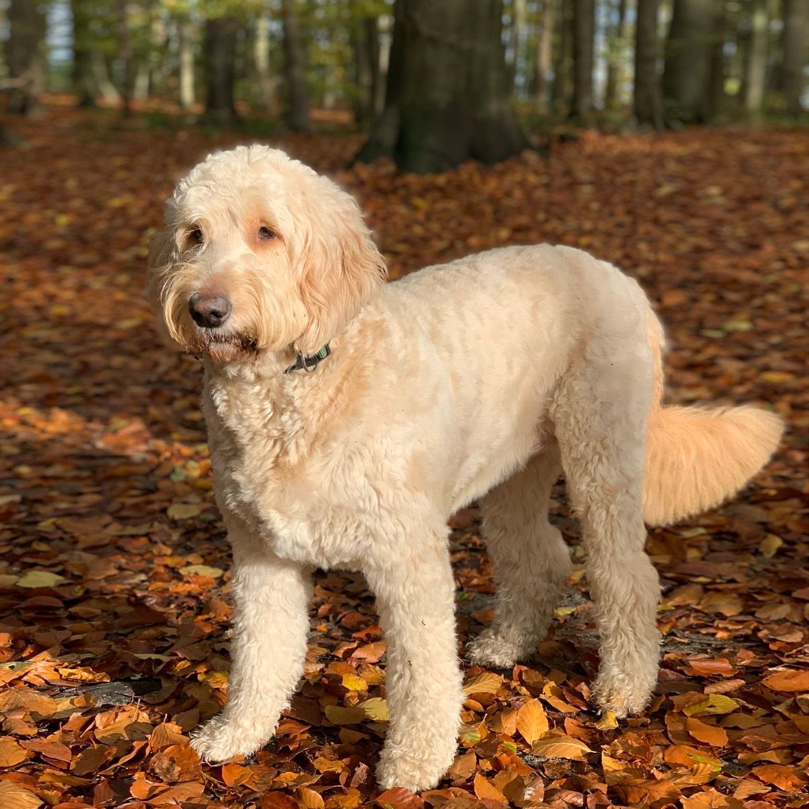 A white dog is standing in a pile of leaves in the woods.