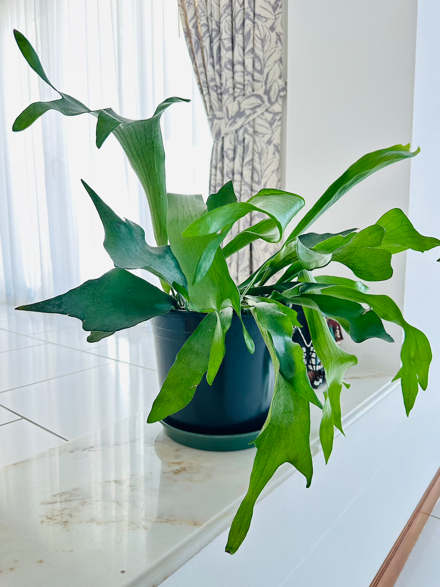 A potted plant is sitting on a table in front of a window.