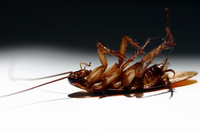 Disinfestazione blatte a Monza