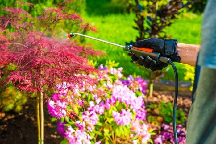 Una persona sta spruzzando fiori con uno spruzzatore in un giardino.