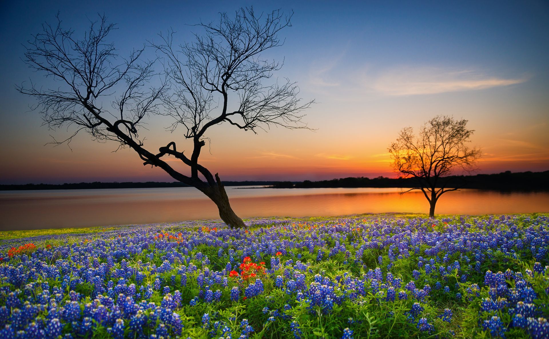 There is a tree in the middle of a field of flowers.