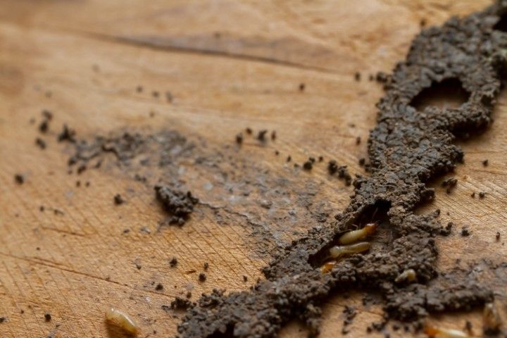 An image of Termite Treatment Services in Rowlett, TX