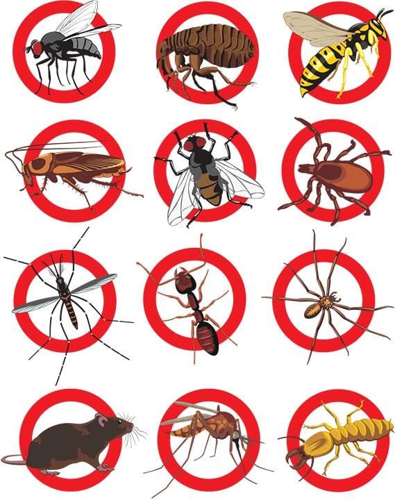 FUMIGACIONES PROFESIONALES DE HIDALGO - Fumigación de todo tipo de insectos