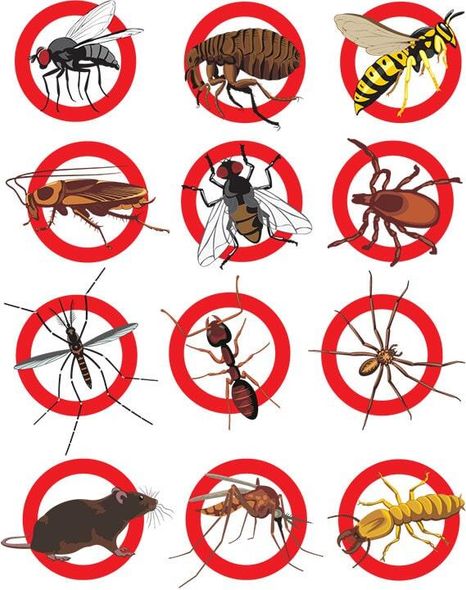 FUMIGACIONES PROFESIONALES DE HIDALGO - Fumigación de todo tipo de insectos