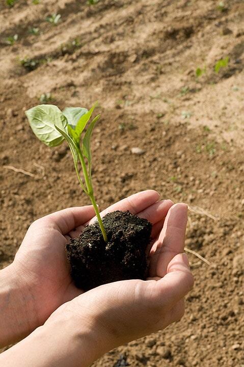 FUMIGACIONES PROFESIONALES DE HIDALGO - Contamos con herbicidas