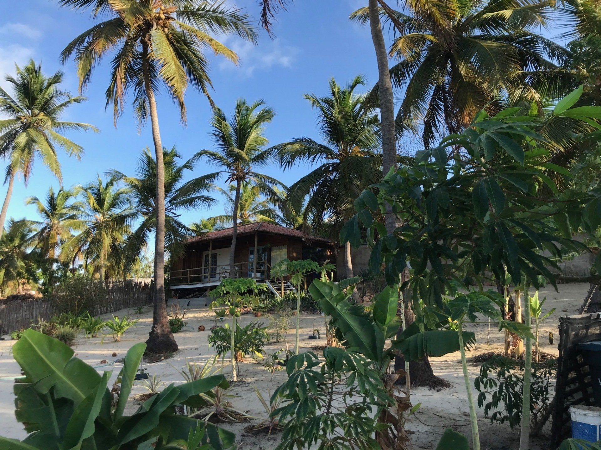 Uma casa está cercada por palmeiras em um dia ensolarado