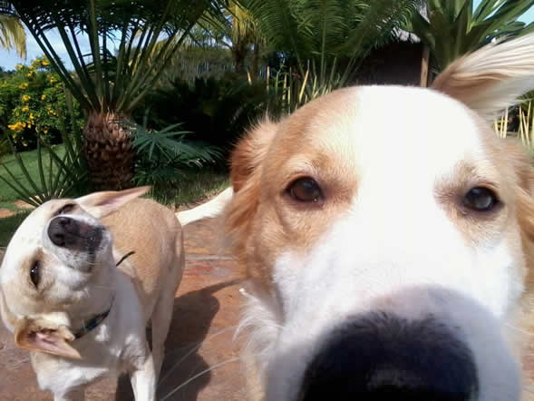 Dois cães estão olhando para a câmera com palmeiras ao fundo