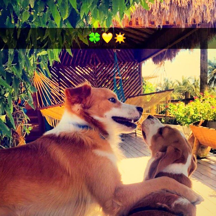 Dois cães se olham em frente a uma rede