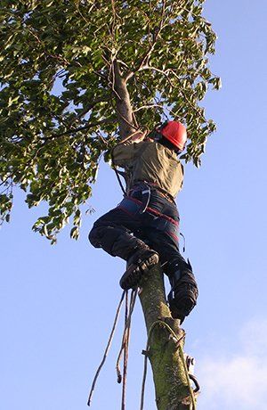 tree surgeon at work