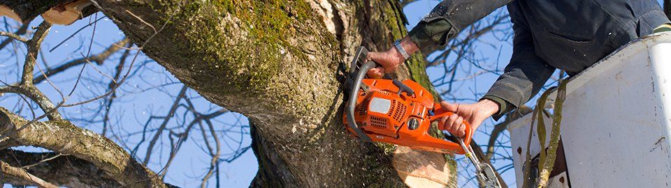 Specialist tree services