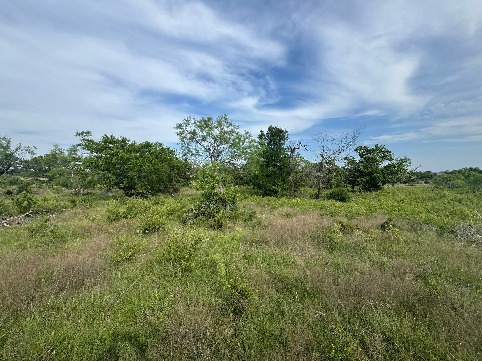 Grassy field with scattered green trees under a partly cloudy blue sky.