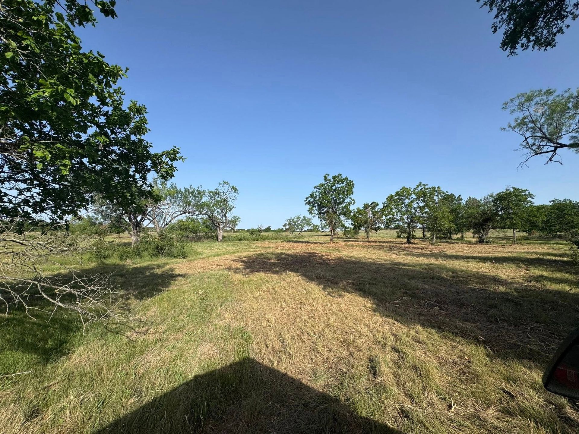 Field with scattered trees under a bright blue sky.