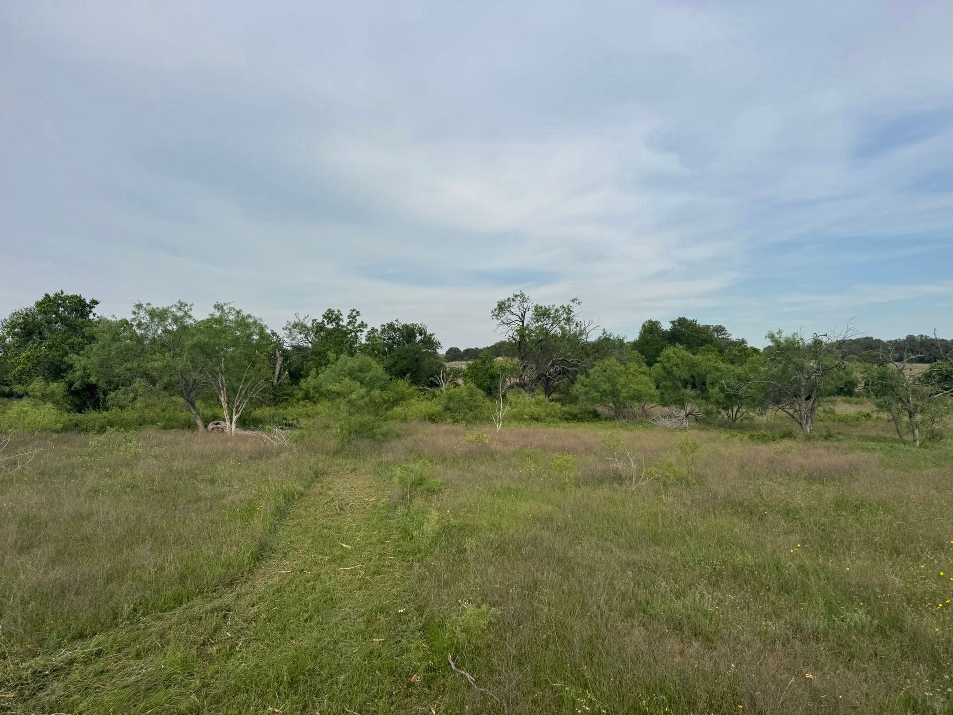 Grassy field with trees under a cloudy sky.