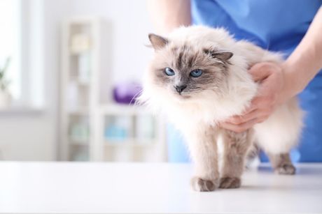 Veterinario gestisce cucciolo di gatto