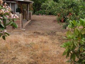 Dry, brown grassy yard next to a building and bushes.