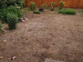 Brown backyard with scattered vegetation and a wooden fence.
