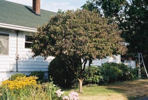Tree with reddish-brown leaves in front of a white house with green roof and yellow flowers in the foreground.