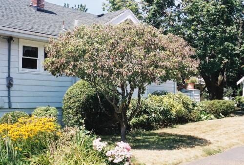 Tree in front yard with light blue house and other bushes.