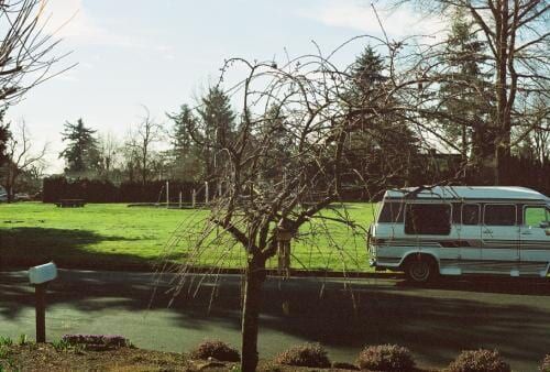 Bare tree in front of a green lawn and a parked white van on a sunny day.