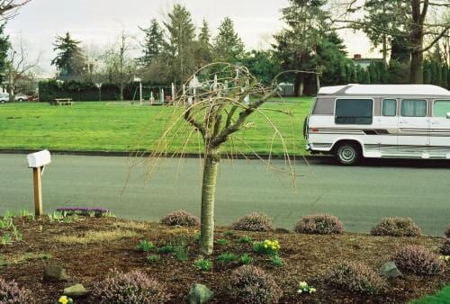 Small weeping tree in a mulch bed, roadside; van parked nearby on a suburban street.