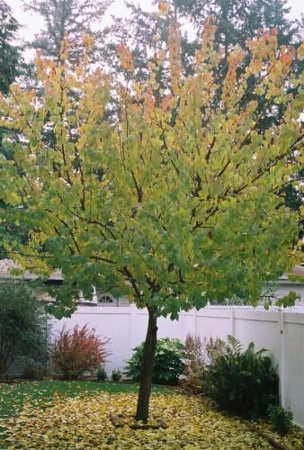 A tree with green and yellow leaves in a backyard during autumn, with fallen leaves on the ground.