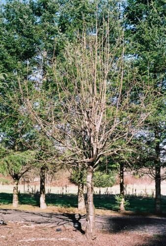 Bare tree with a thin trunk and bare branches against a background of green trees and a blue sky.